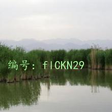 ۼ
