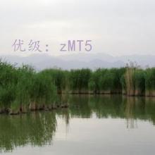 ʧ