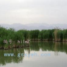 ָ