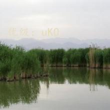 赸